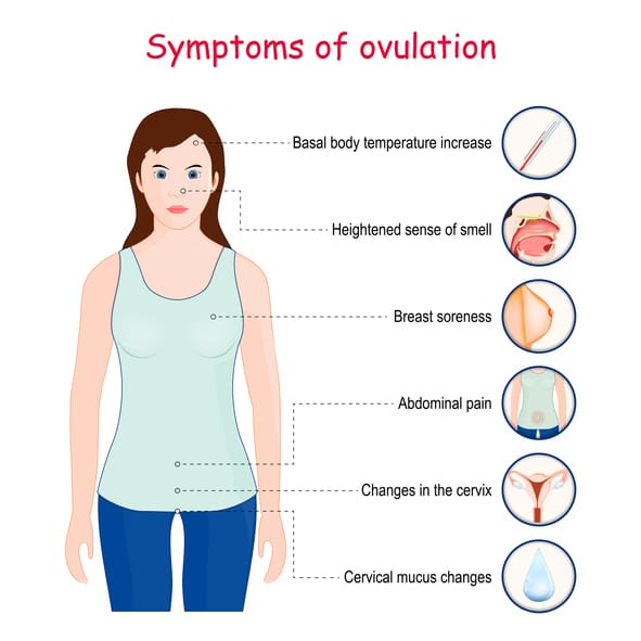 menstruatiecyclus en symptomen dat je ovuleert
