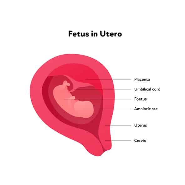De functies van de baarmoeder