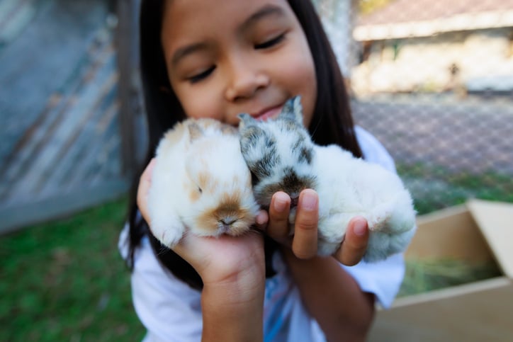 meisje houdt twee konijnen vast - huisdieren voor gezinnen