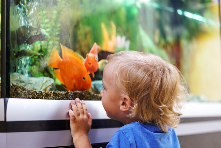 peuter kijkt naar vissen in aquarium-huisdieren voor gezinnen