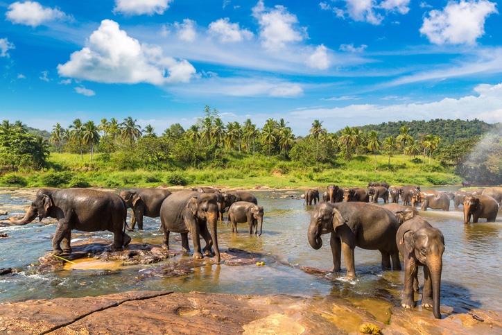 Met je kinderen op avontuur in Sri Lanka olifanten.
