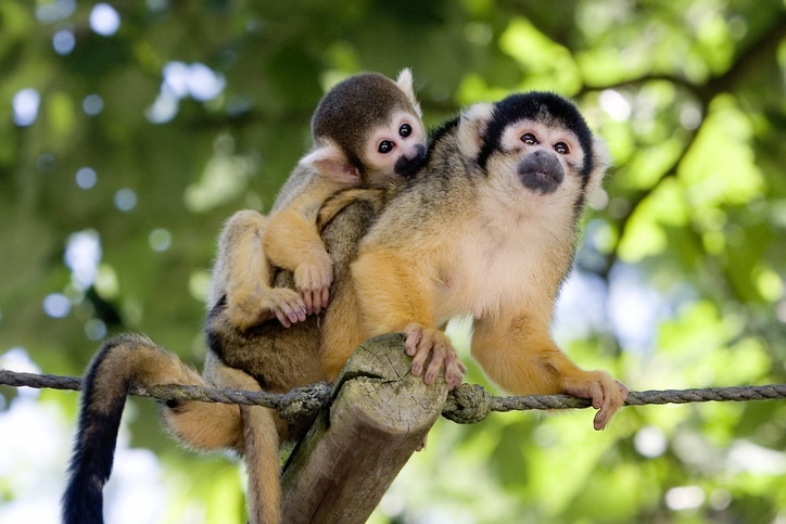 aapjes in de apenheul - dierentuinen in nederland