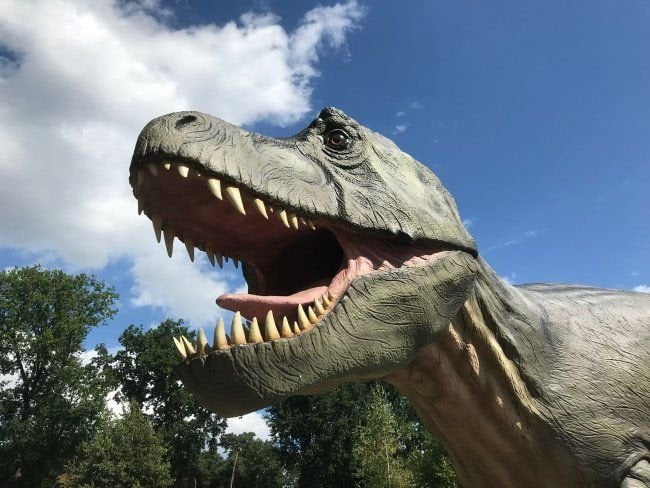 dinosaurusmuseum oertijdmuseum boxtel t-rex kop