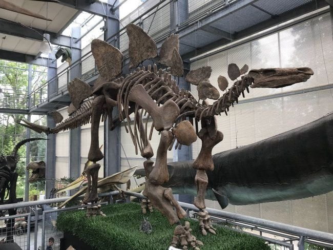 dinosaurus skelet oertijd museum boxtel
