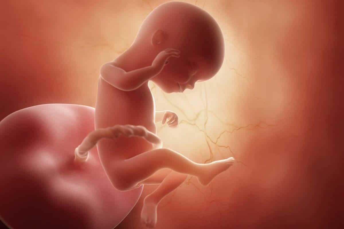 foetus-16-weken-zwanger