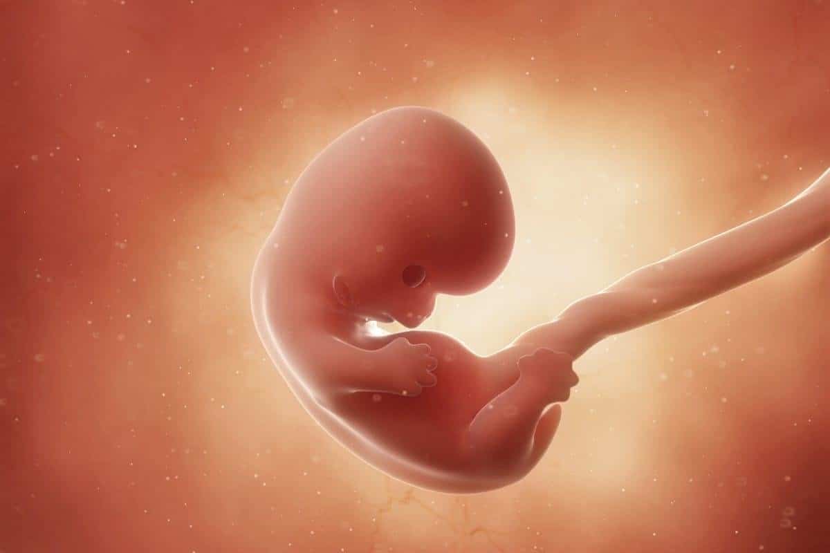foetus-8-weken-zwanger