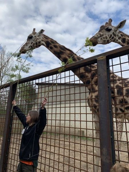 giraf voeren givskud zoo denemarken met een gezin