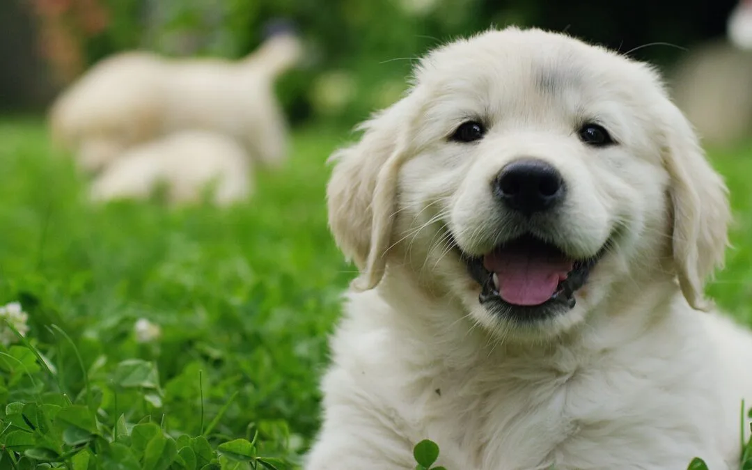 Iedereen een coronapuppy