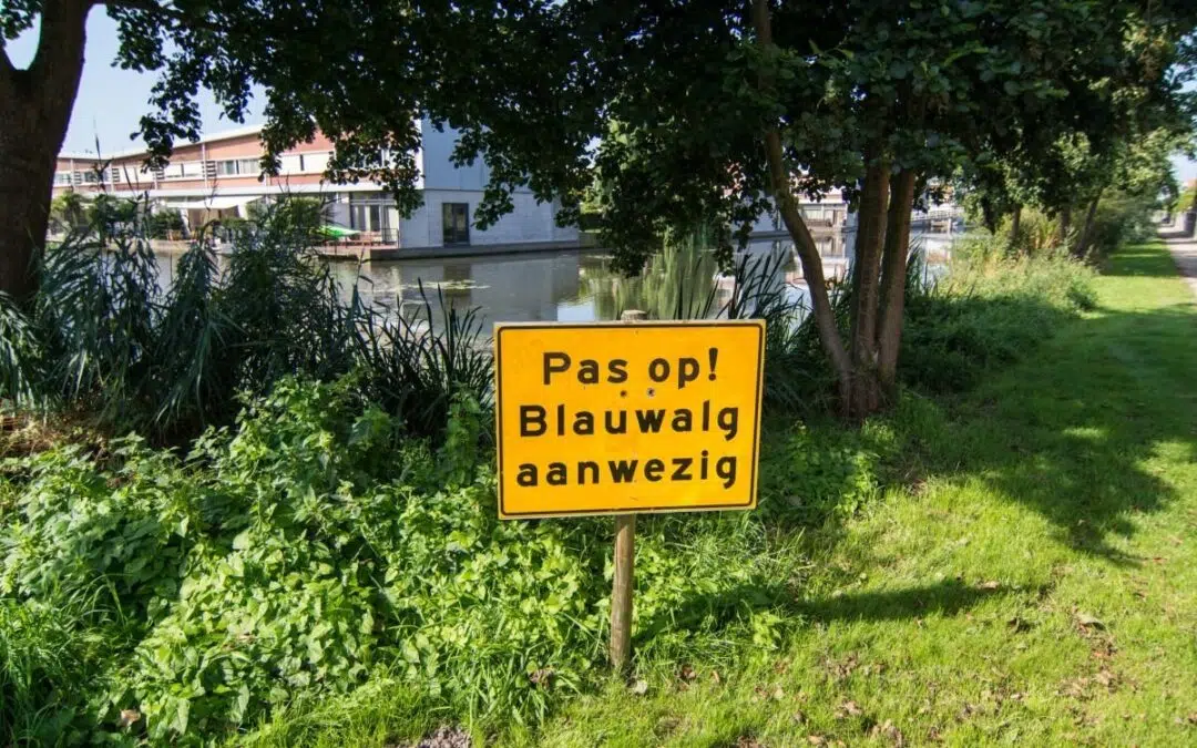 Blauwalg en botulisme: hoe gevaarlijk is het?