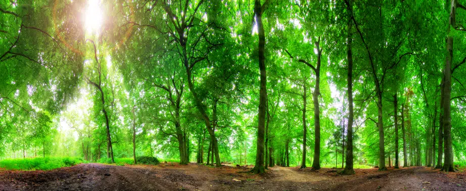 ontspannen en opladen in het bos