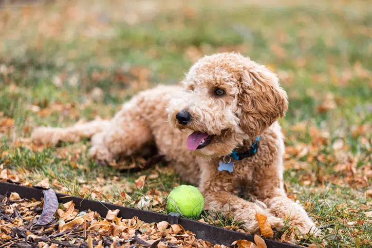 Allergisch voor labradoodles, kan dat?
