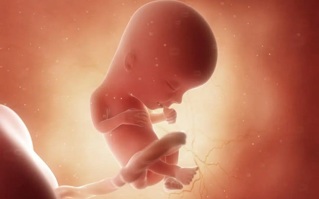Eerste trimester zwangerschap