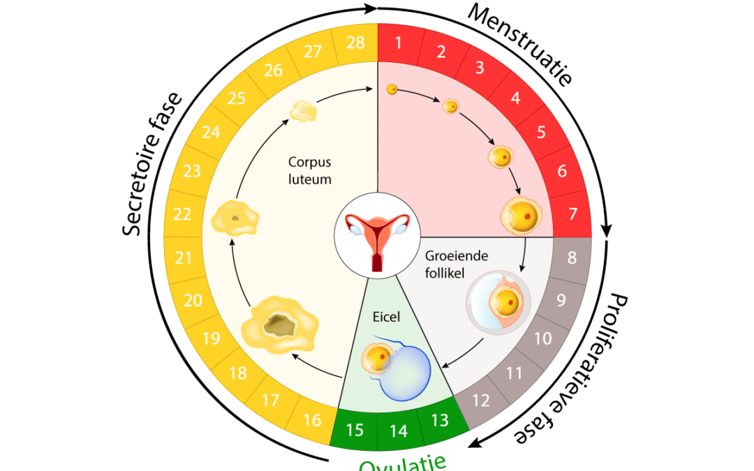 Menstruatiecyclus en ovulatie