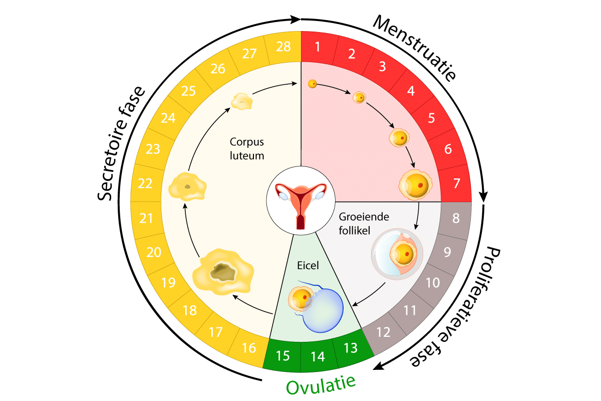 menstruatie-cyclus