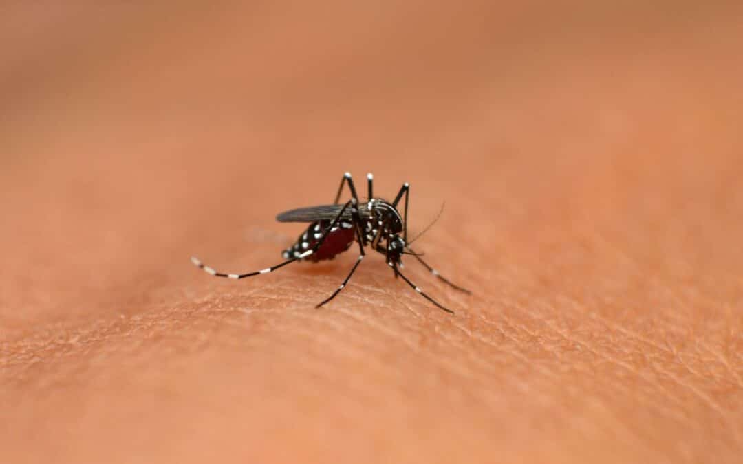 Allergische reactie op een muggenbeet