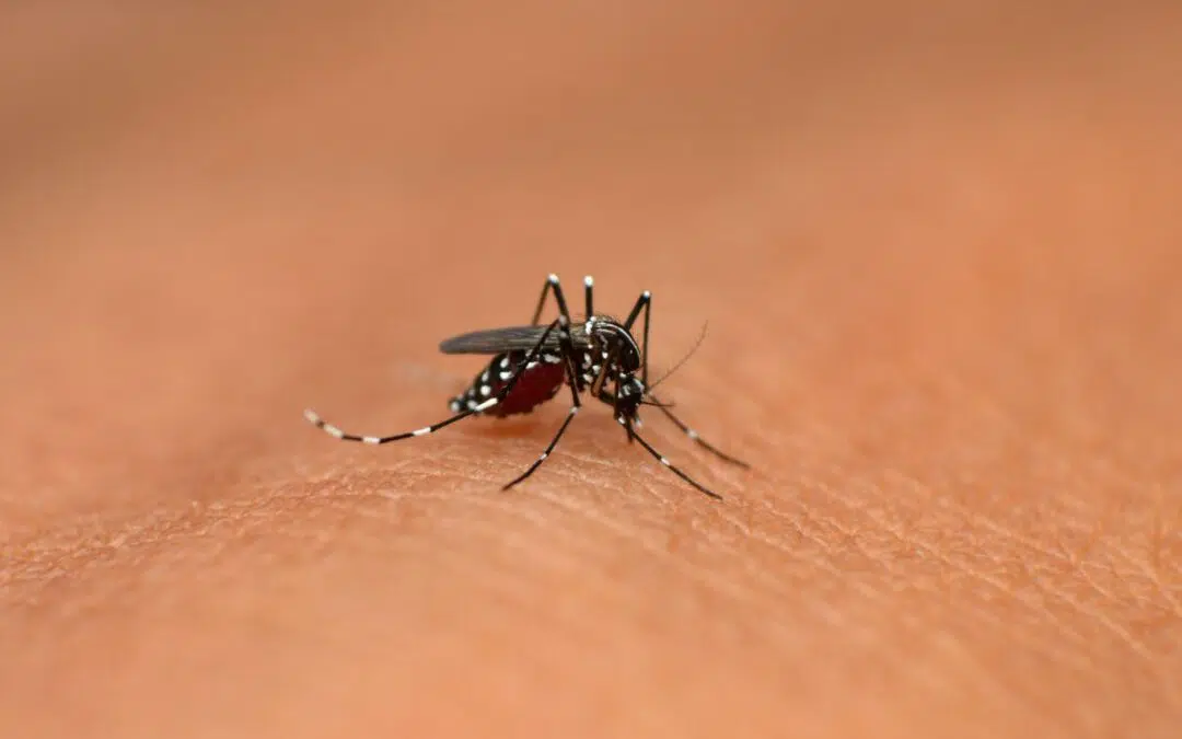 Allergische reactie op een muggenbeet