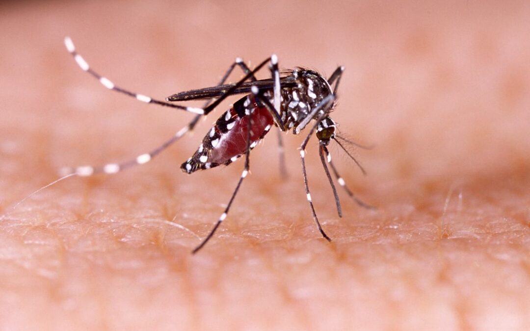 De gevaren van het Zika virus tijdens de zwangerschap