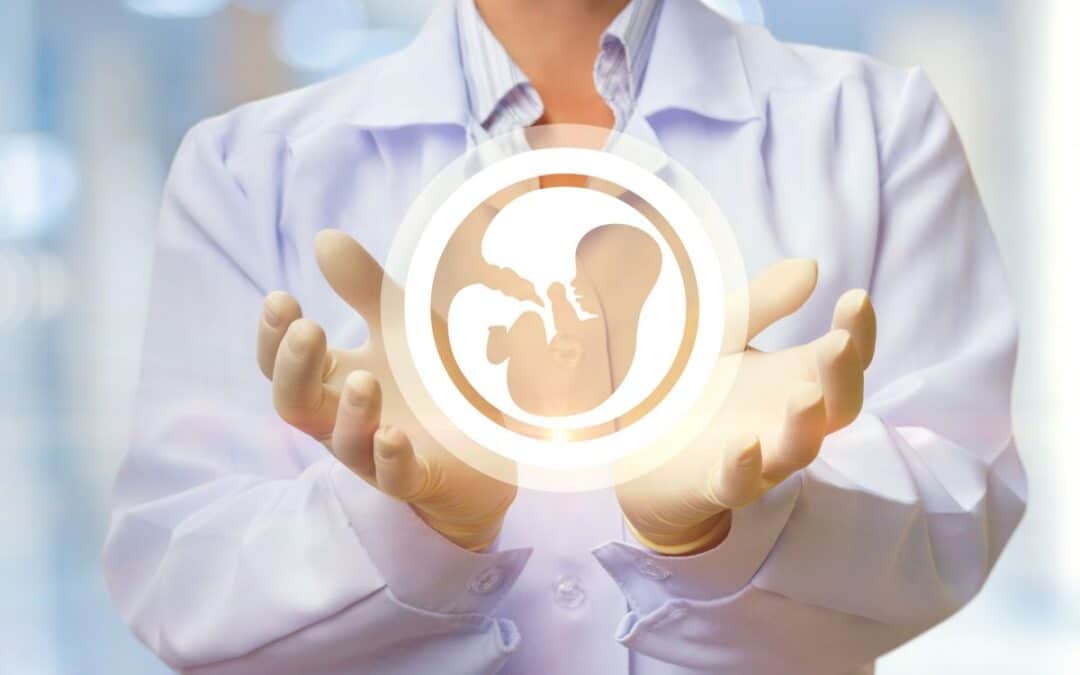 De ontwikkeling van de embryo