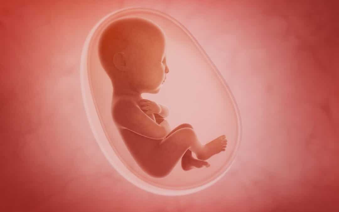 Van embryo tot baby: hoe ontwikkelt je zwangerschap zich?
