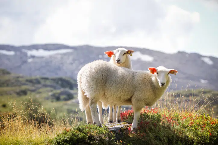 lanoline borstvoeding schapen in de wei