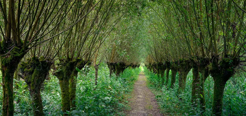 Sprookjesachtige knotwilgenroute in de Rhoonse grienden