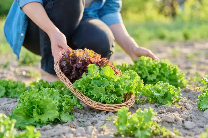 Ekomenu voor makkelijk en gezond eten de biologische maaltijdbox
