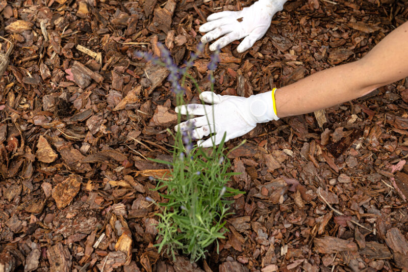 Voordelen van mulch in de tuin